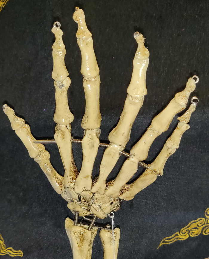 Six fingers skeleton