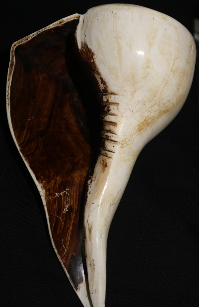 Sinistral turbinella Pyrum Shell (turning left conch)