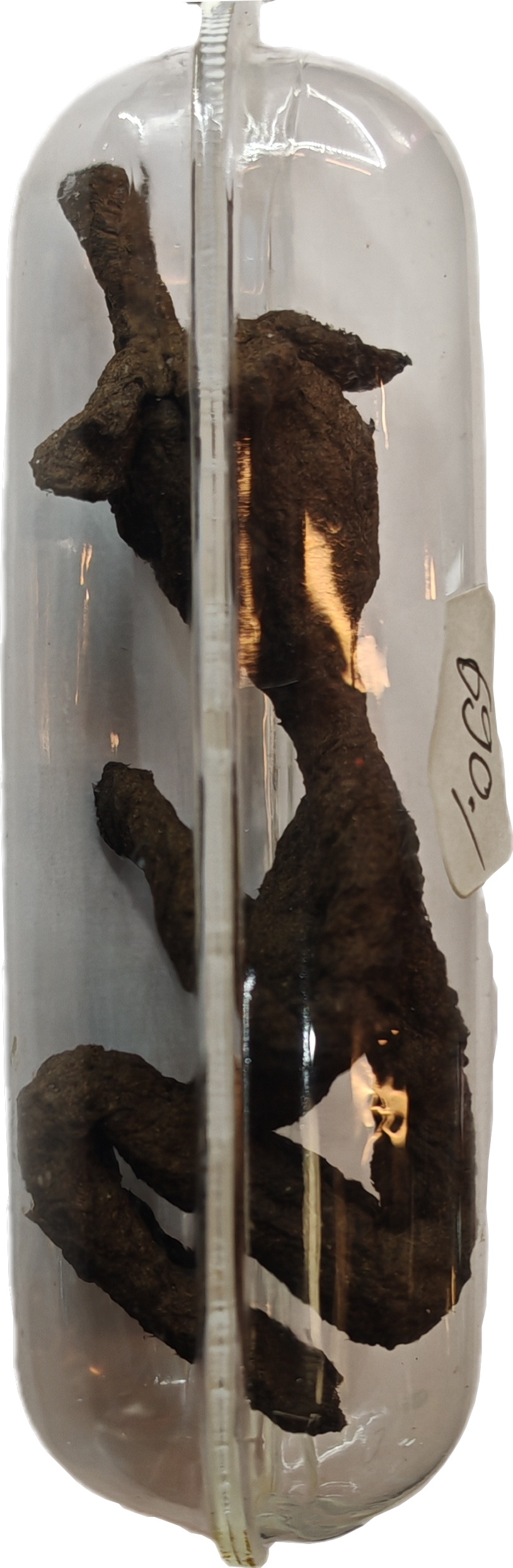 Amulet, female character