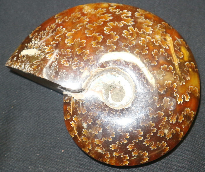 Ammonite fossil