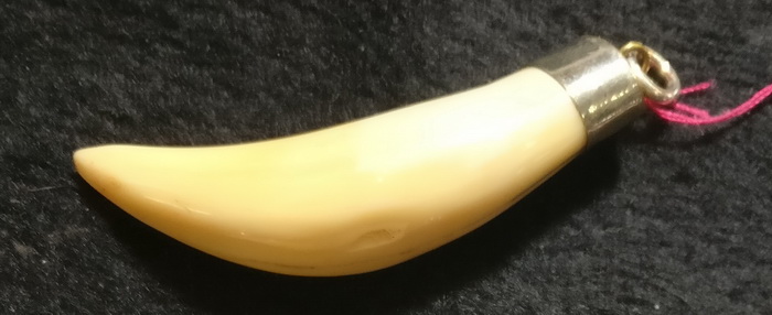 Tiger tooth alike