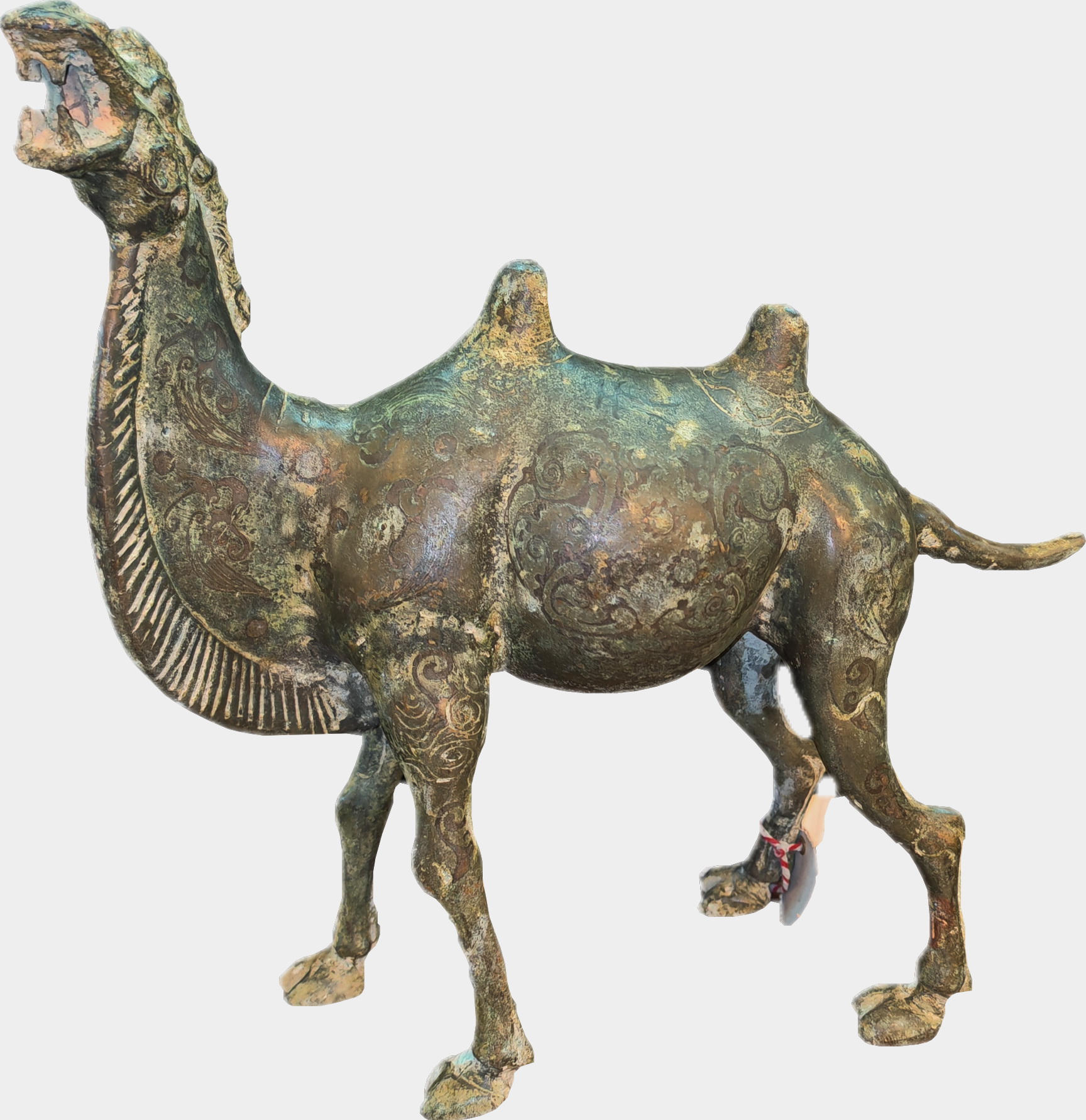 Chinese Camel